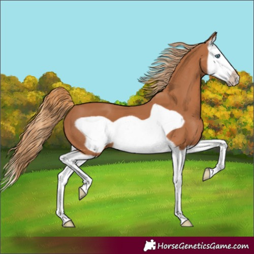 Horse Color:Chestnut Splash Frame