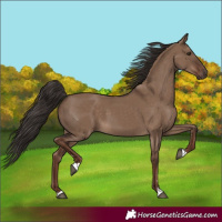 Horse Color:Liver Red Dun