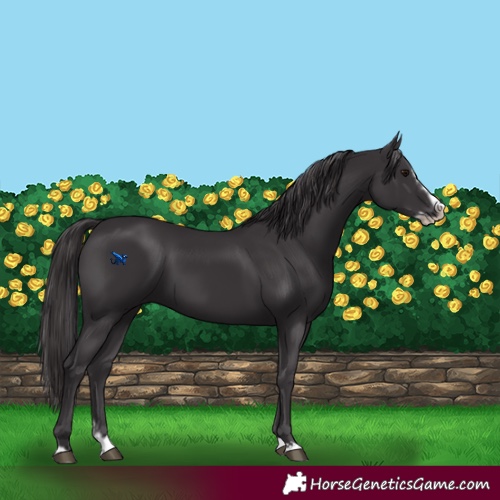 Horse Color:Smoky Black Splash Frame  and Smoky Black Splash Frame 