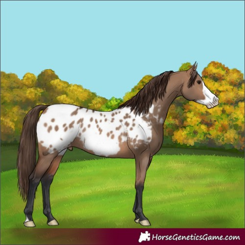 Horse Color:Brown Dun Frame Appaloosa Rabicano 