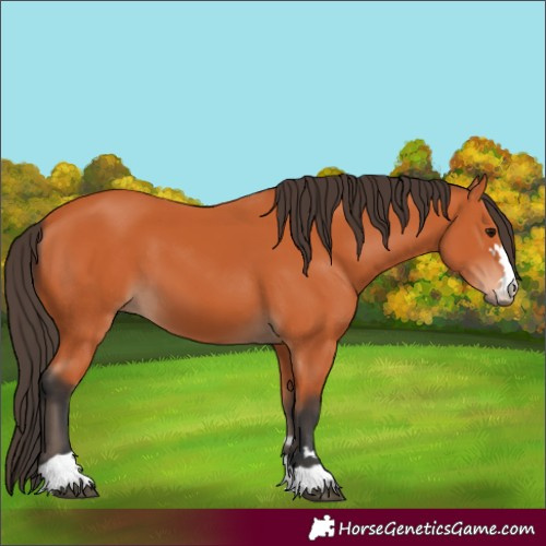 Horse Color:Unknown 
