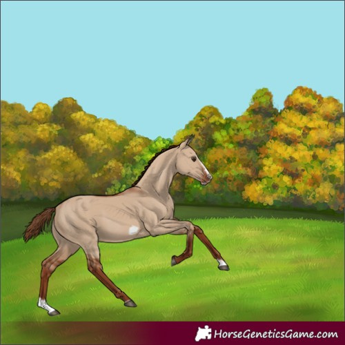 Horse Color:Red Dun Splash Frame 