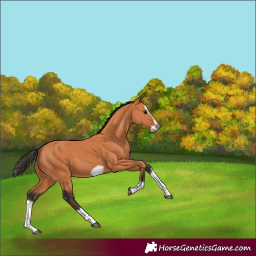 Horse Color:Bay Splash Frame 