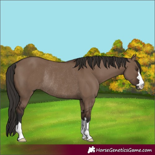 Horse Color:Liver Red Dun Rabicano 