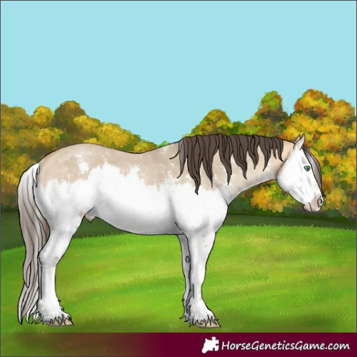 Horse Color:Sable Cream Champagne Dun Sabino Splash Rabicano