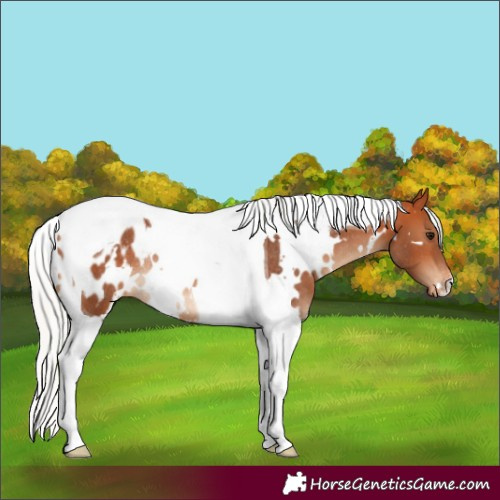 Horse Color:White Spotted Silver Bay Tobiano Appaloosa Rabicano 
