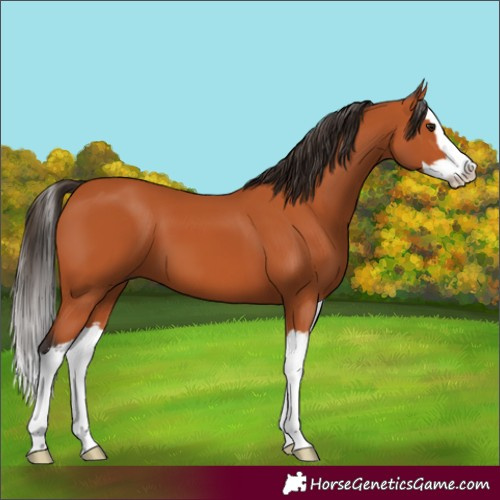 Horse Color:Bay Splash