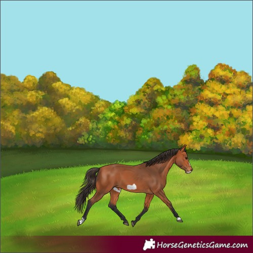 Horse Color:Bay Frame 
