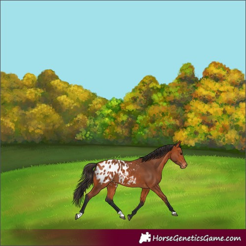 Horse Color:Bay Appaloosa 