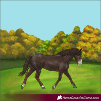 Horse Color:Liver Chestnut Sabino