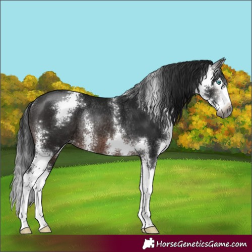 Horse Color:Gray Brown Sabino Splash Rabicano