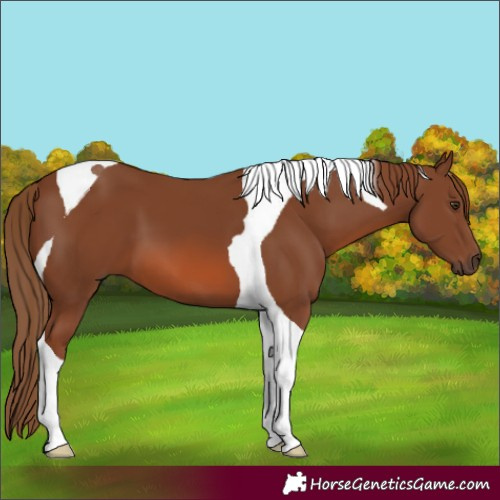 Horse Color:Chestnut Tobiano 