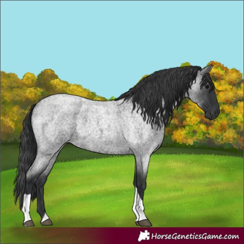 Horse Color:Blue Roan Tobiano 