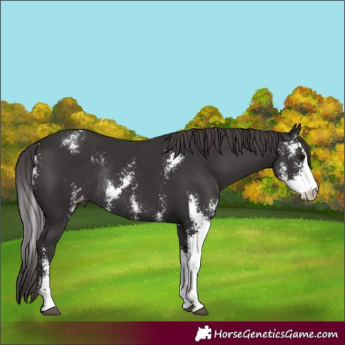 Horse Color:Smoky Black Sabino Appaloosa Rabicano