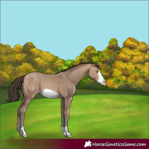 Horse Color:Amber Champagne Frame 