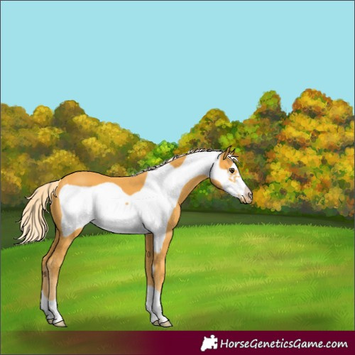 Horse Color:Palomino Frame 