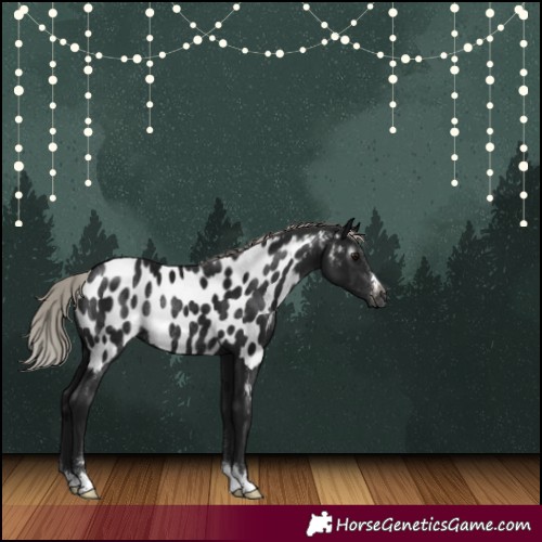 Horse Color:Gray Silver Brown Near Leopard Rabicano 