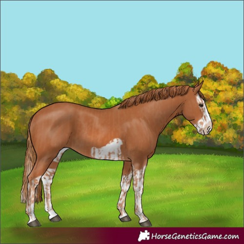 Horse Color:Chestnut Splash Frame  and Chestnut Splash Frame 