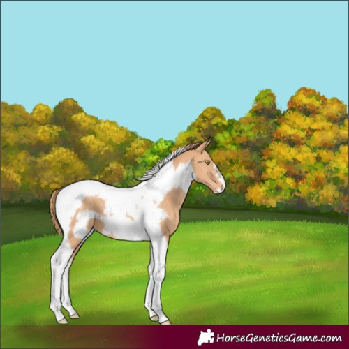 Horse Color:Gold Champagne Tobiano Frame 