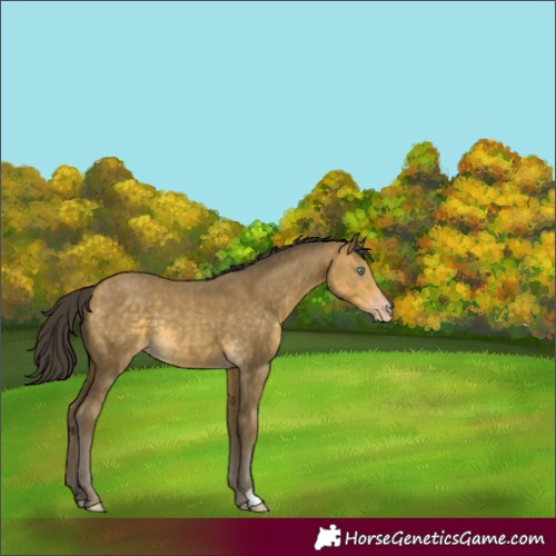 Horse Color:Sable Cream Champagne Rabicano 