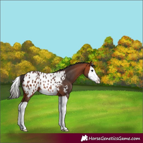 Horse Color:Bay Splash Appaloosa