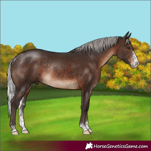 Horse Color:Silver Brown Sabino Rabicano 