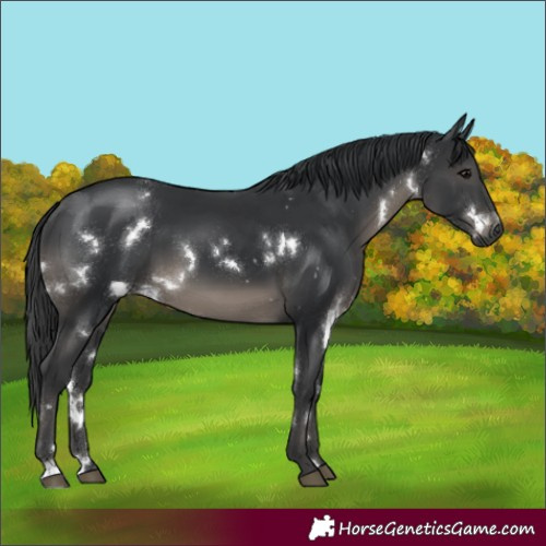 Horse Color:White Spotted Black 