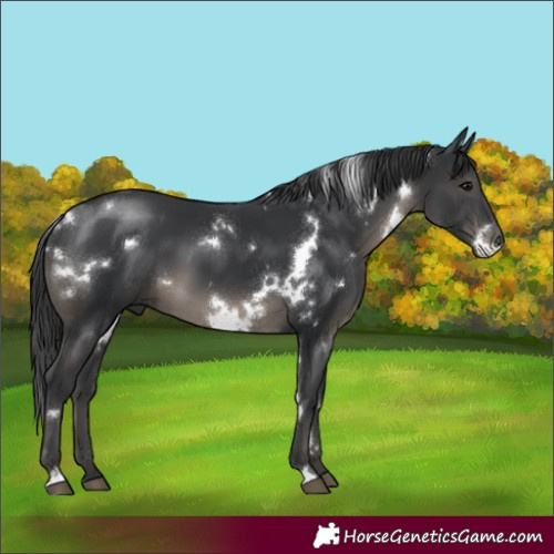 Horse Color:White Spotted Black 