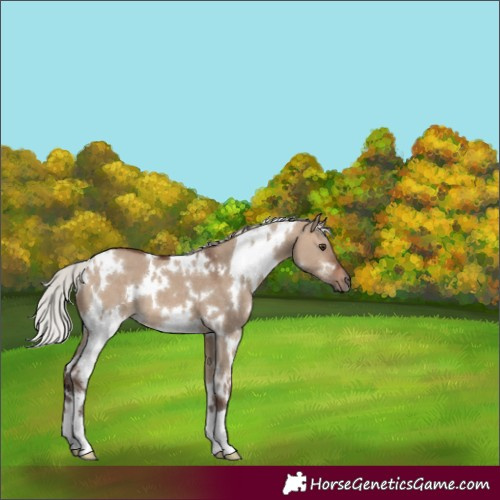 Horse Color:White Spotted Silver Brown Dun 