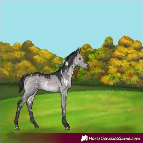 Horse Color:Platinum White Spotted Brown Dun 