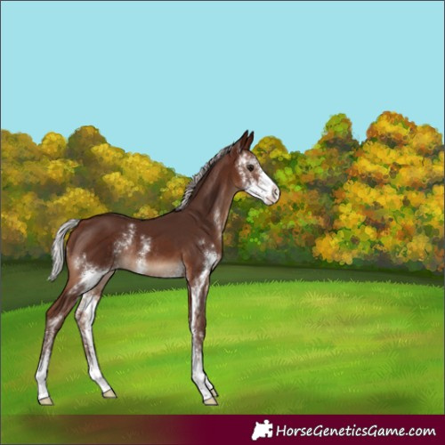 Horse Color:Silver Brown Sabino Rabicano 