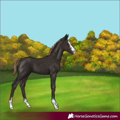 Horse Color:Liver Chestnut 