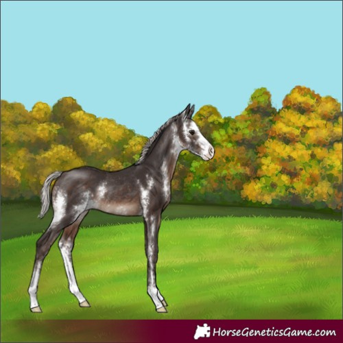 Horse Color:Silver Brown Sabino Rabicano 