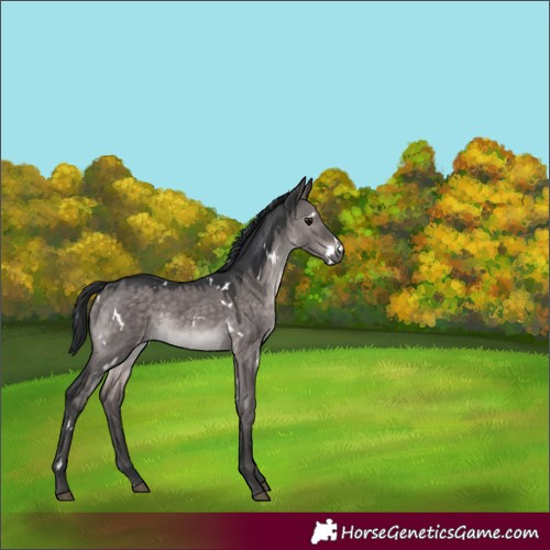 Horse Color:Platinum White Spotted Brown Dun 
