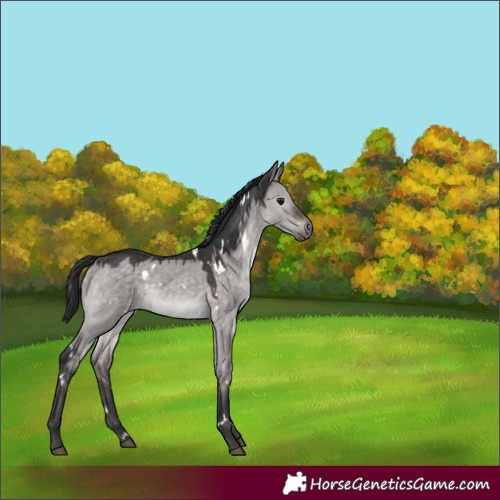 Horse Color:Platinum White Spotted Brown Dun 