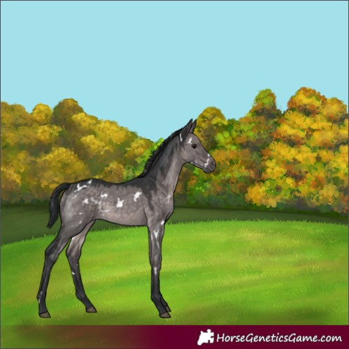 Horse Color:Platinum White Spotted Brown Dun 