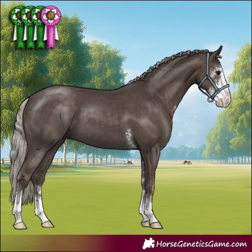 Horse Color:Silver Black Sabino 