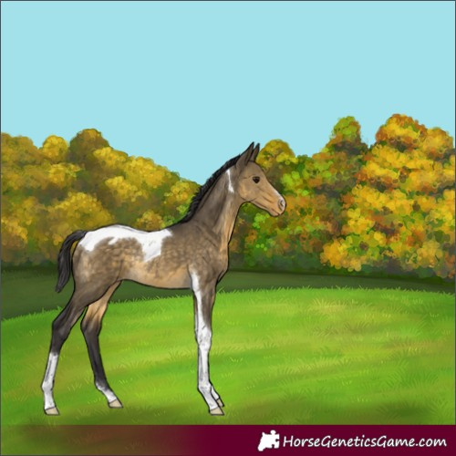 Horse Color:Buckskin Dun Sabino Tobiano Blanket Rabicano 