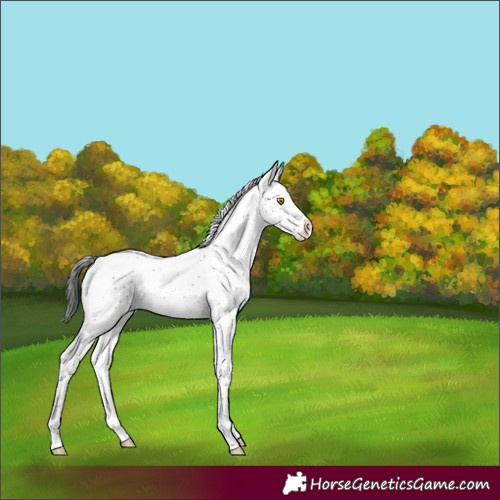 Horse Color:Brown Dun Sabino Appaloosa Rabicano Brindle