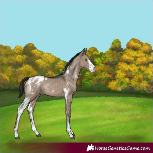 Horse Color:Brown Dun Sabino Varnish 