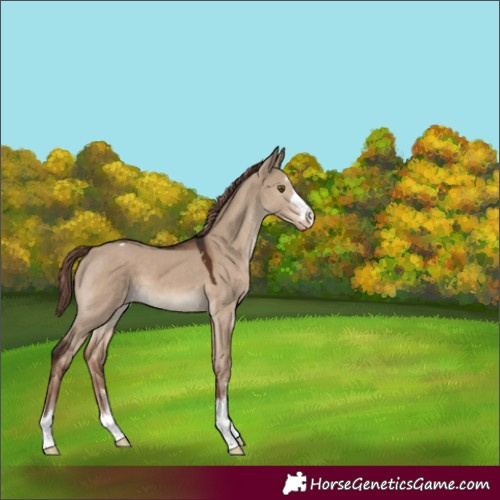 Horse Color:Liver Red Dun Appaloosa