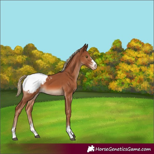 Horse Color:Chestnut Appaloosa 