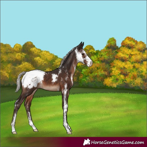 Horse Color:Silver Brown Sabino Varnish 