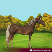 Horse Color:Chocolate Palomino 