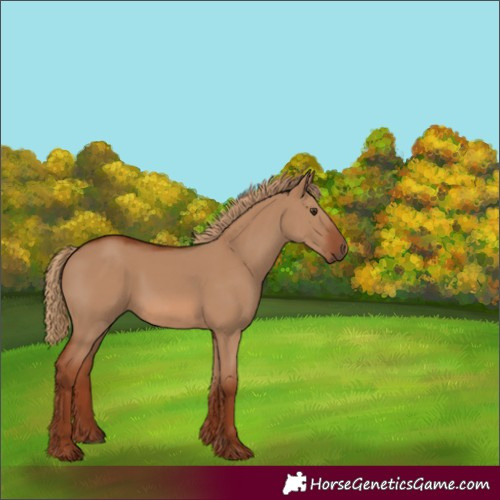 Horse Color:Red Dun