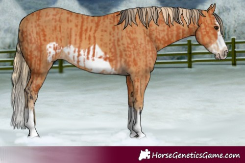 Horse Color:Bay Splash Frame  and Chestnut Splash Frame 