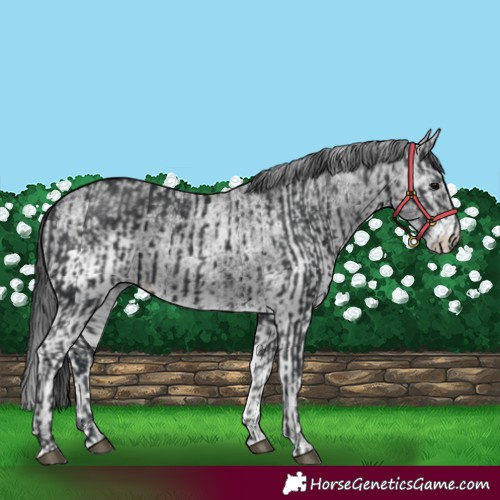 Horse Color:Black  and White Spotted Black 