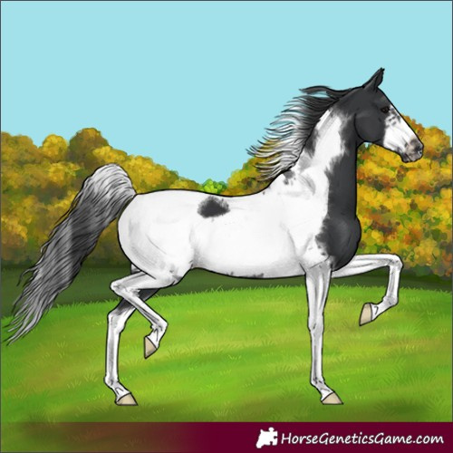 Horse Color:Black Tobiano Frame 