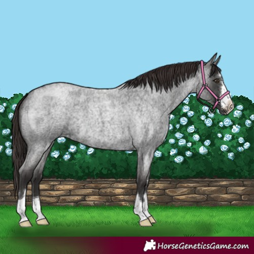 Horse Color:Liver Red Roan 