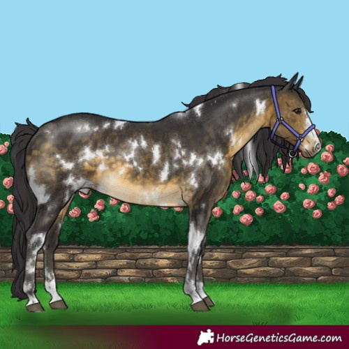 Horse Color:White Spotted Buckskin 